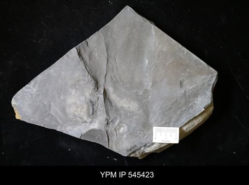 undet. Eurypterida
