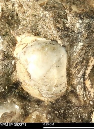Protocardia subquadrata