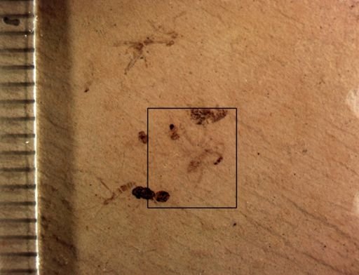 undet. Arachnida