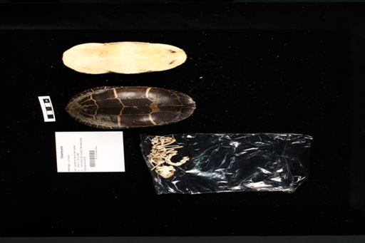 Chrysemys picta