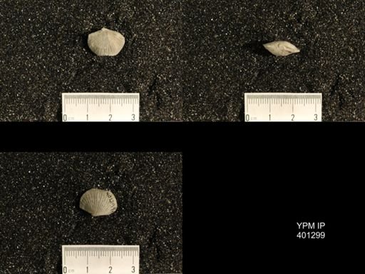 Plectorthis plicatella
