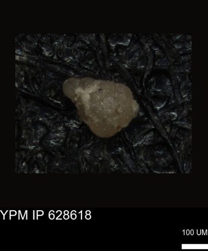undet. Foraminiferida