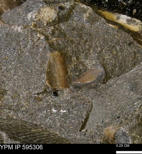 undet. Mollusca