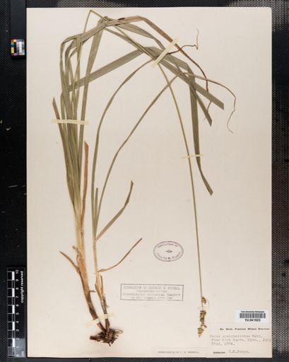 Carex sparganioides