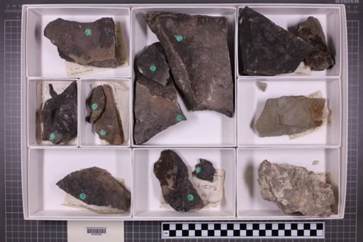 mixed taxa, stratigraphic collection