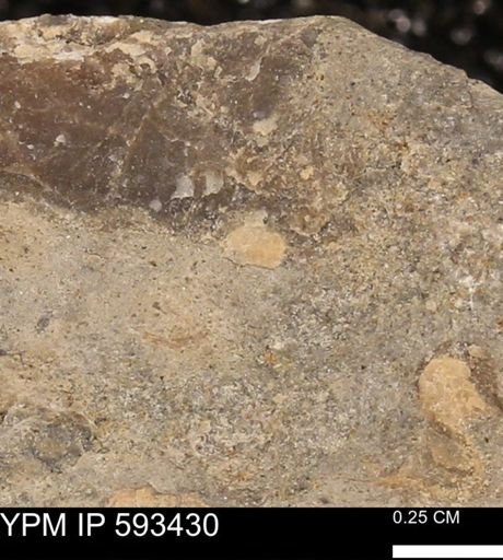 taxon undetermined