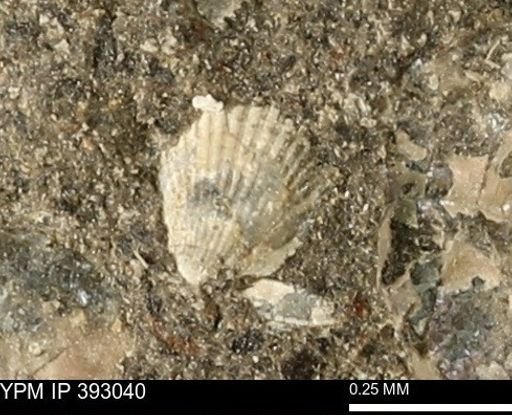 Oxytoma (Hypoxytoma) nebrascana