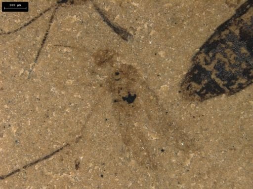 undet. Hymenoptera