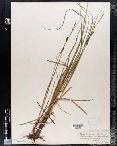 Carex lanuginosa