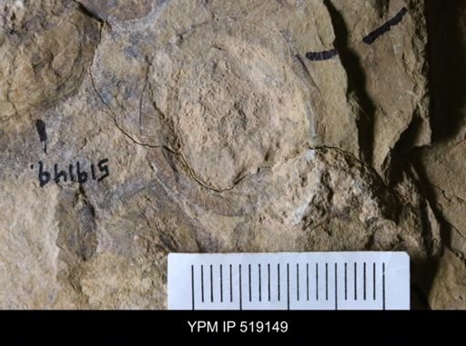 Microschedia sp.