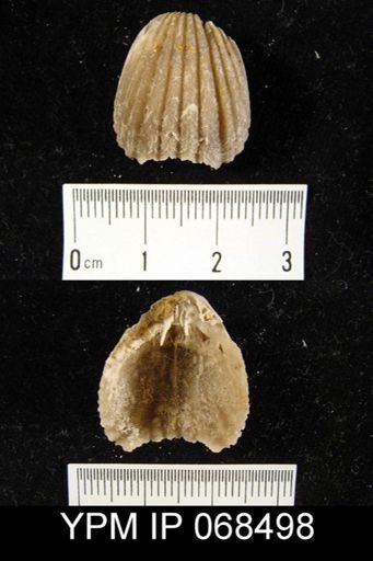 Lepidocyclus manniensis