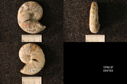 Hoploscaphites nicolletii