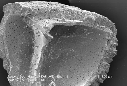 Globorotalia crassaformis