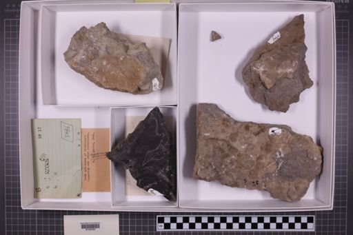 mixed taxa, stratigraphic collection