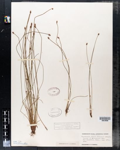 Eleocharis obtusa
