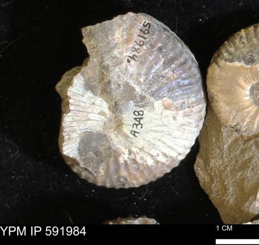 Jeletzkytes nebrascensis