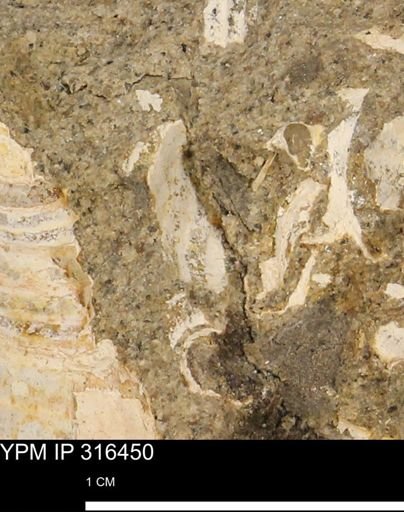 undet. Mollusca