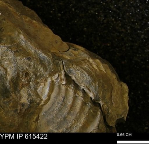 Inoceramus sp.