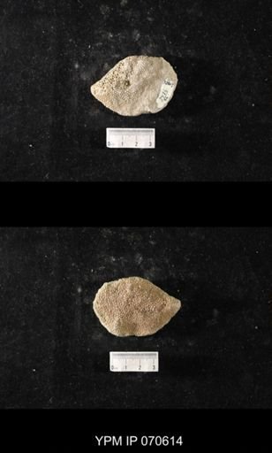 Favosites louisvillensis