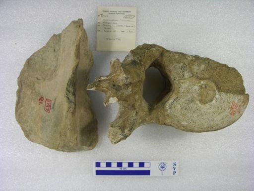 Mammuthus columbi