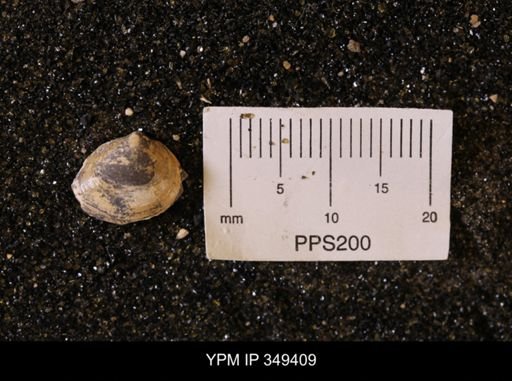 Limopsis striatopunctatus
