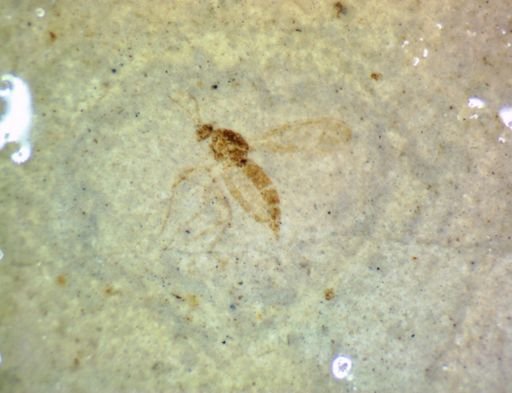 undet. Diptera