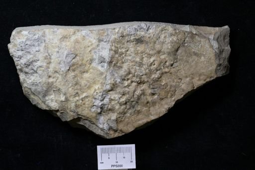 Baltoeurypterus sp.