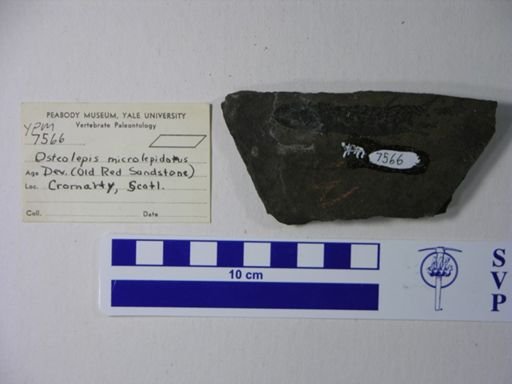 Osteolepis panderi