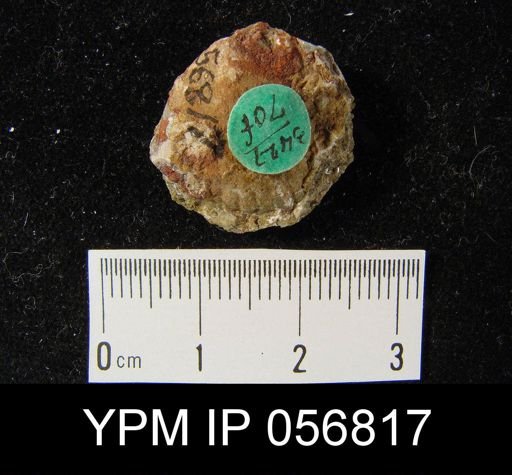 Uncinulus sp.