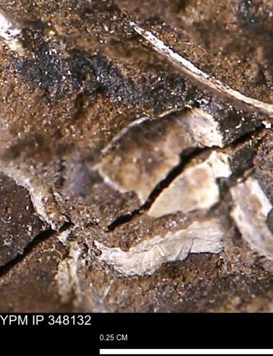 undet. Bivalvia
