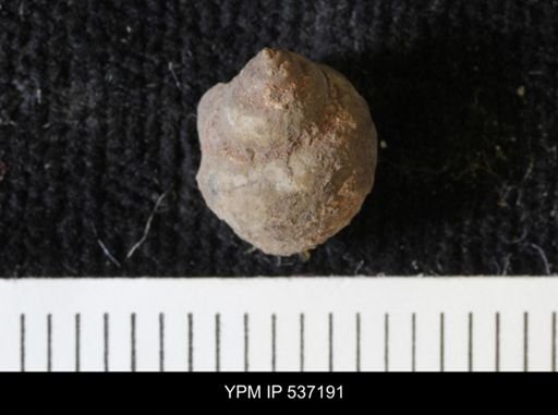 Viviparus montanaensis