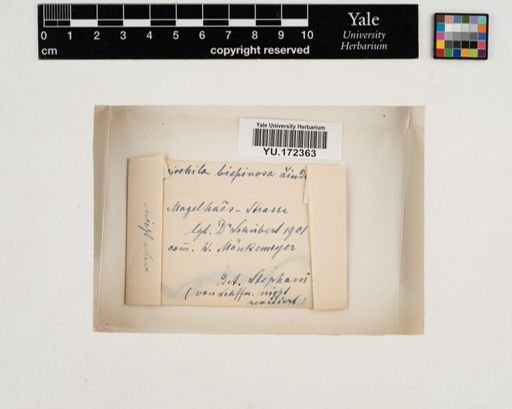 Plantae