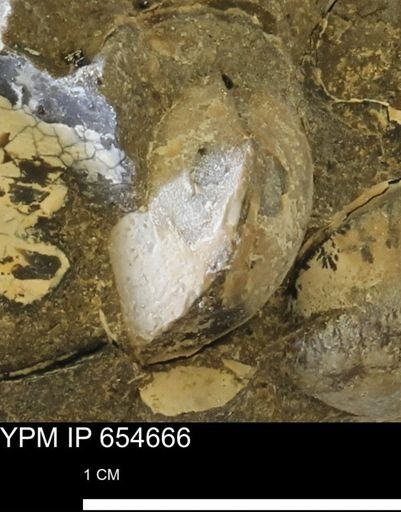 Dosiniopsis deweyi
