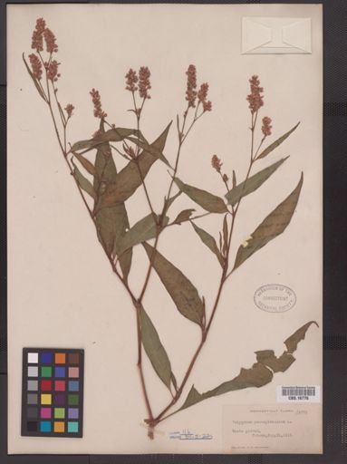 Polygonum pensylvanicum