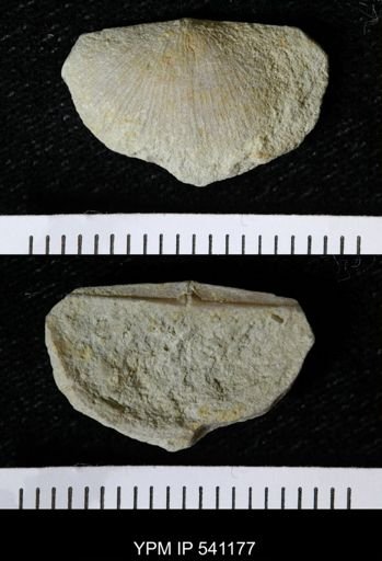 Sowerbyella sericea