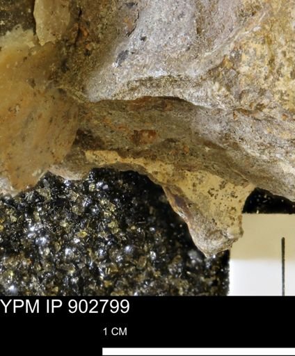 Baculites sp.