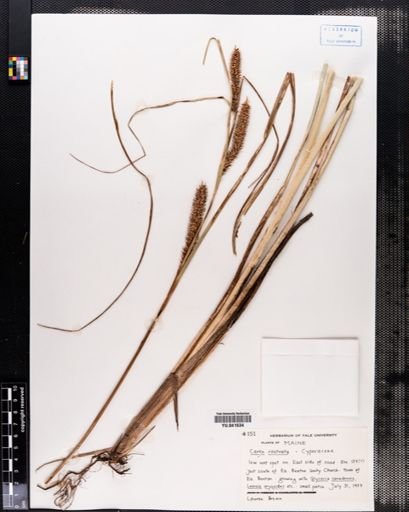 Carex rostrata