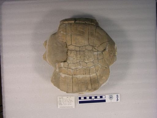 Hesperotestudo osborniana