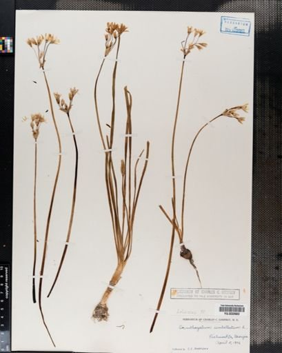 Ornithogalum umbellatum