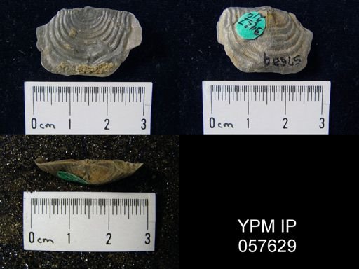 Leptaena rhomboidalis
