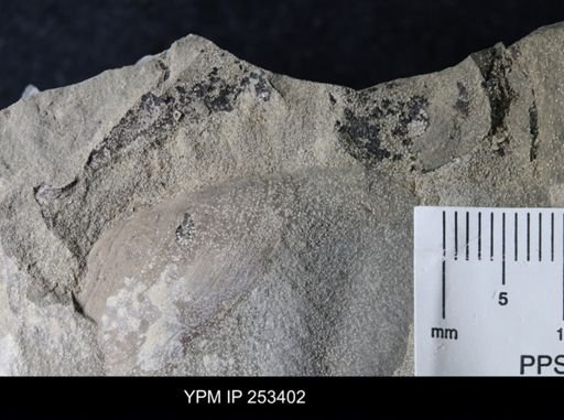 undet. Eurypterida