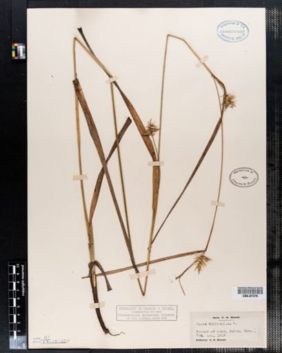 Carex folliculata