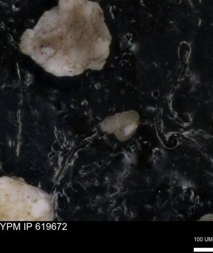 undet. Foraminiferida