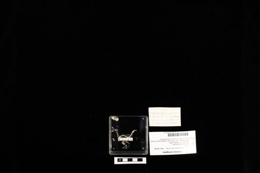 Coleonyx variegatus