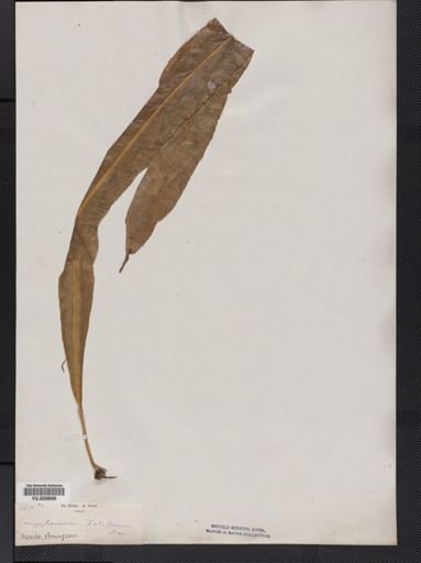 Polypodium