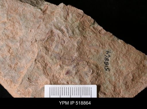 undet. Hyolithida