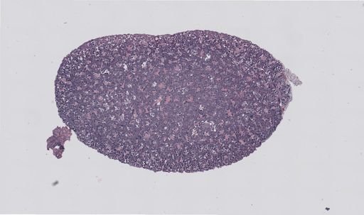 Rana clamitans