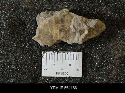 Scaphites sp.