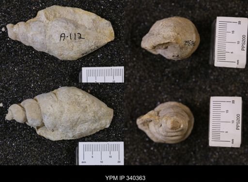 Tylostoma?