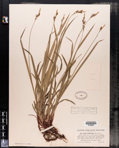 Carex hirtifolia
